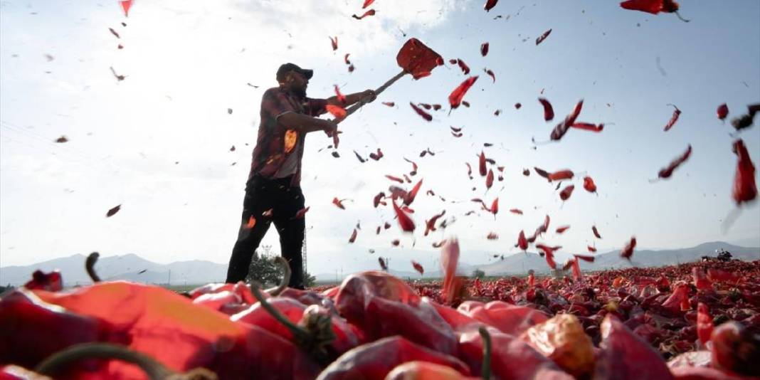 Tarladan topla, güneşte kurut, dönüştür! Gaziantep’te kırmızı mesai sabahın ilk ışıklarıyla başlıyor 5